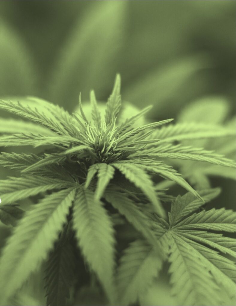 Éclairage sur le cannabis pour guider la pratique clinique